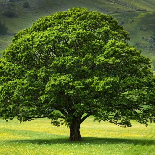 Oak Tree